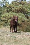 LABRADOR 073